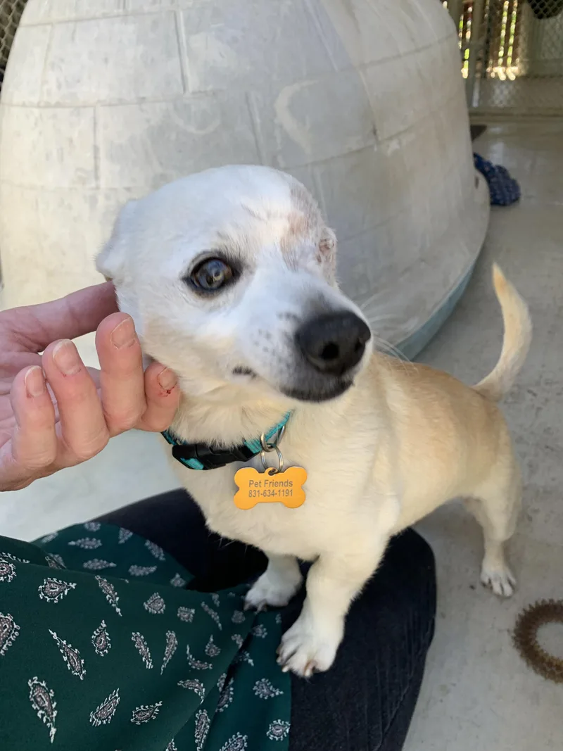 Buckeye thumbnail 2