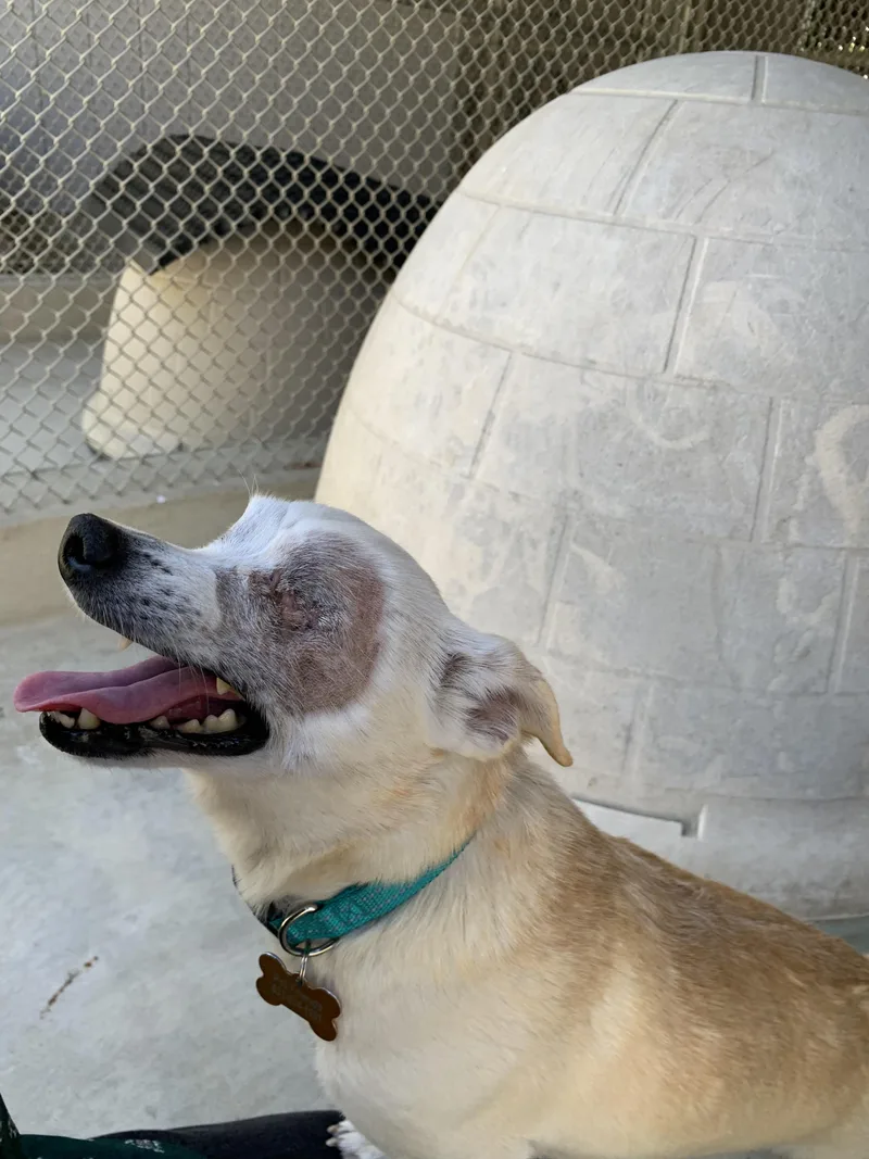 Buckeye thumbnail 4