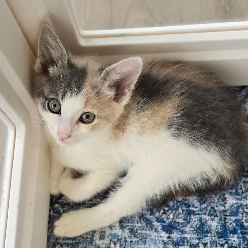 A baby small-sized female Calico Domestic Short Hair cat named Cordelia for adoption in East Hanover, NJ