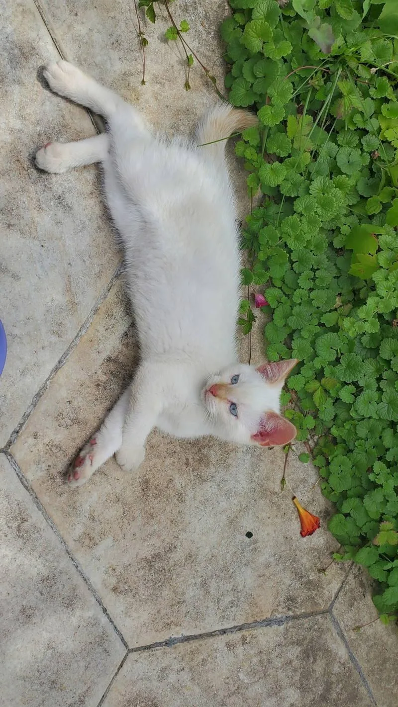 A young medium-sized male Cream Point Domestic Short Hair cat named Flynn for adoption in Philadelphia, PA