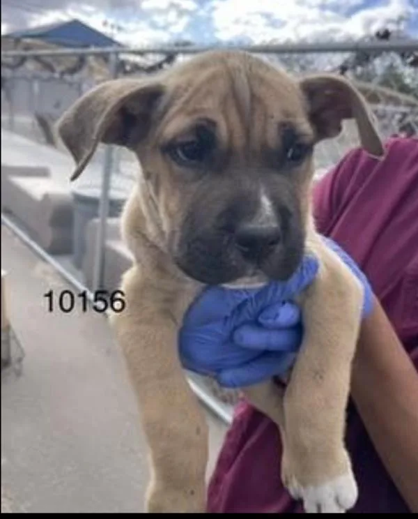 A baby medium-sized male Pit Bull Terrier dog named Gummy for adoption in Victorville, CA