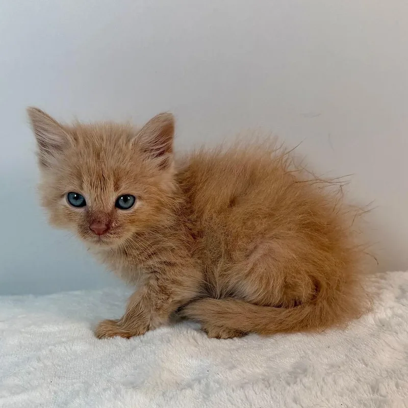 A baby small-sized male Domestic Medium Hair cat named Wallaby for adoption in Johnson City, TN