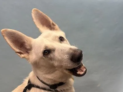 An adult large-sized female German Shepherd Dog dog named Eira for adoption in Golden Valley, MN