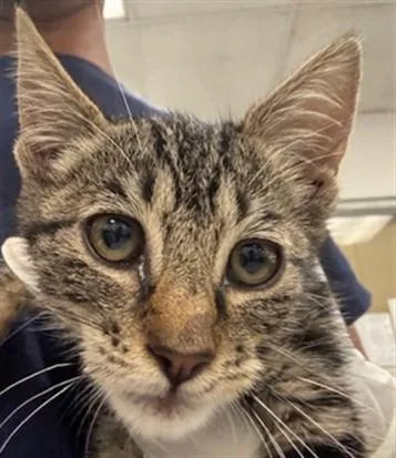 A baby small-sized female Domestic Short Hair cat named Mabel for adoption in Van Nuys, CA