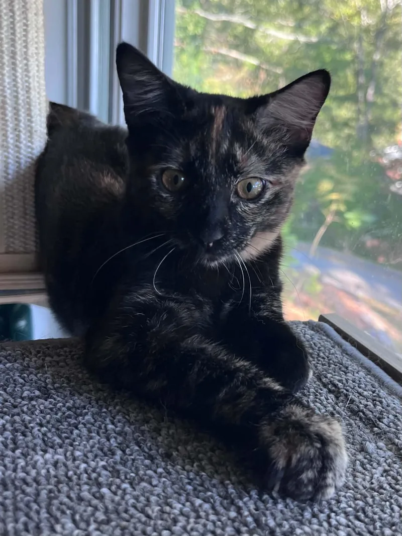 A young medium-sized female Tortoiseshell cat named Etna for adoption in Chattanooga, TN
