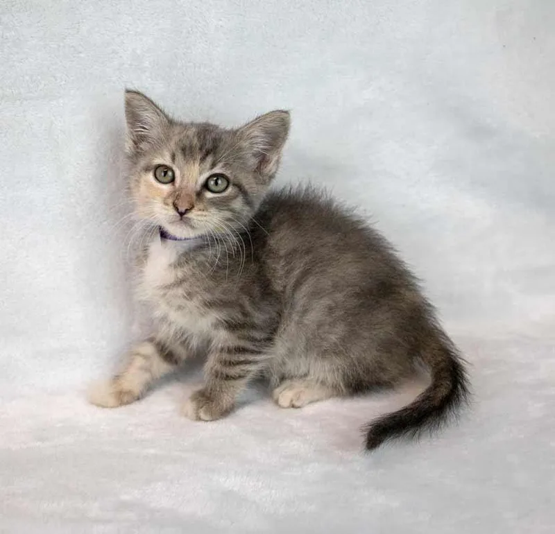 Piper