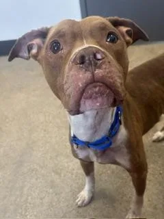 An adult medium-sized male Yellow / Tan / Blond / Fawn Pit Bull Terrier dog named Lui for adoption in Cleveland, OH