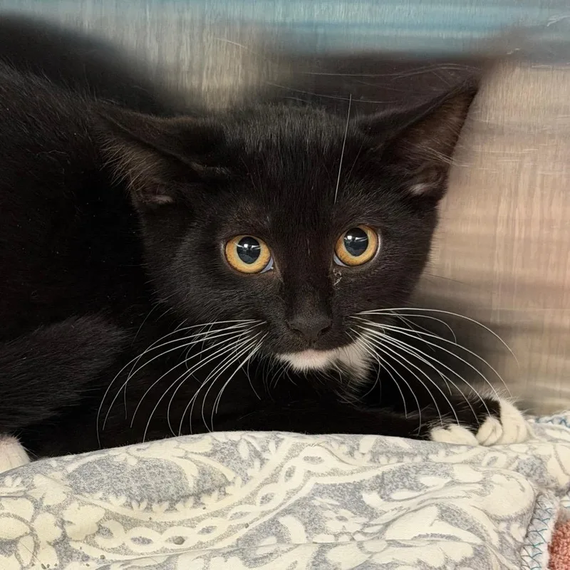 A baby small-sized female Black Domestic Short Hair cat named Chicken for adoption in East Hanover, NJ