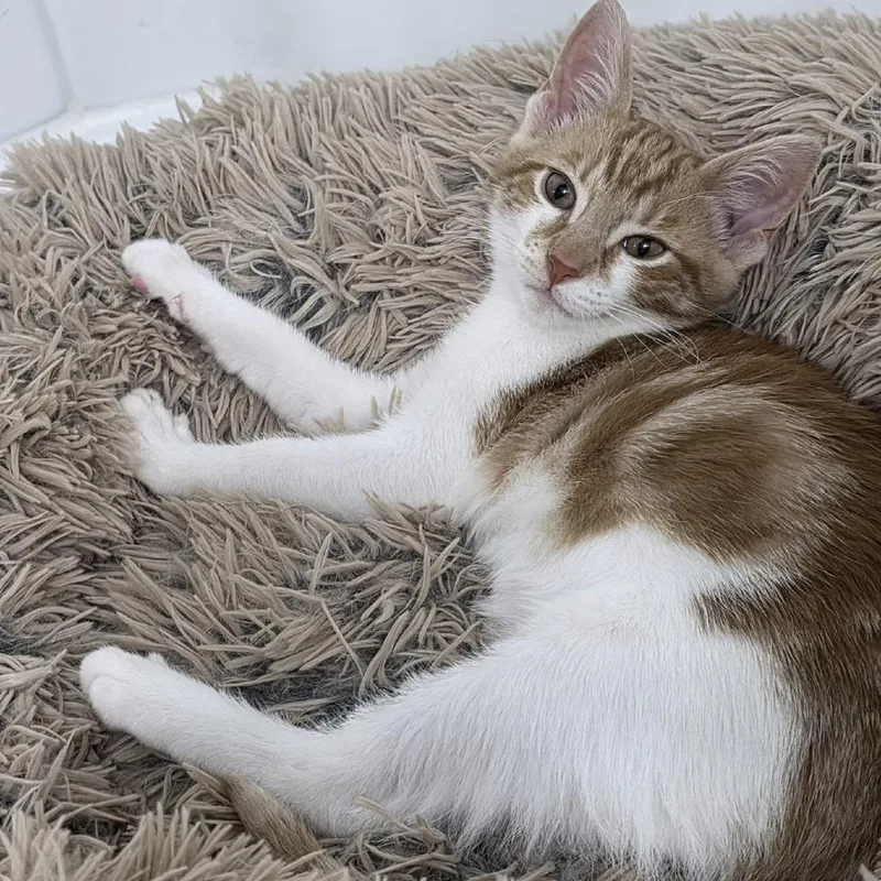 A baby small-sized male Orange / Red Domestic Short Hair cat named Ricky for adoption in Jessup, MD