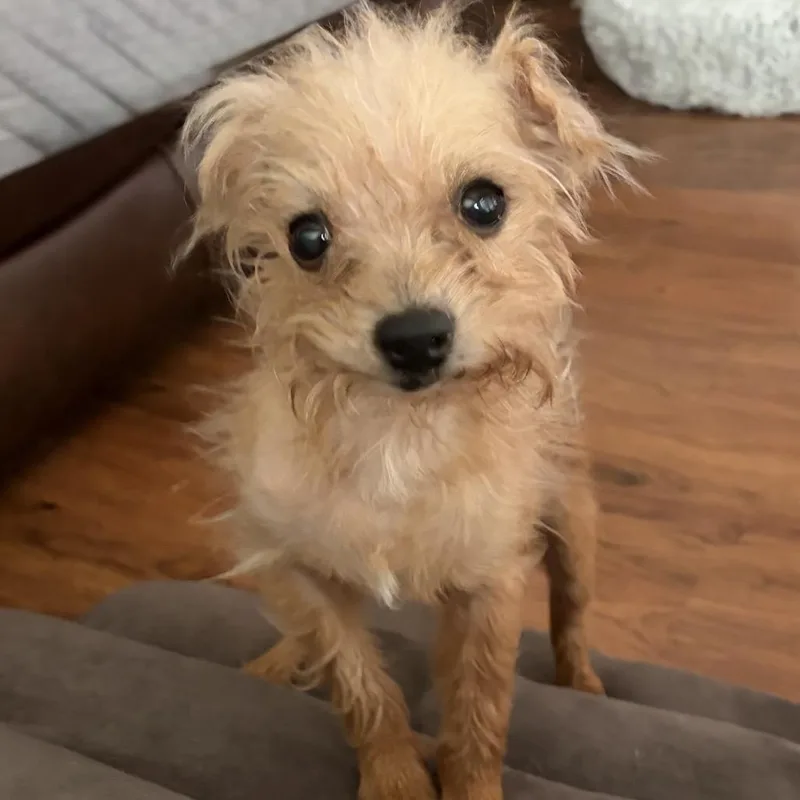 Suki