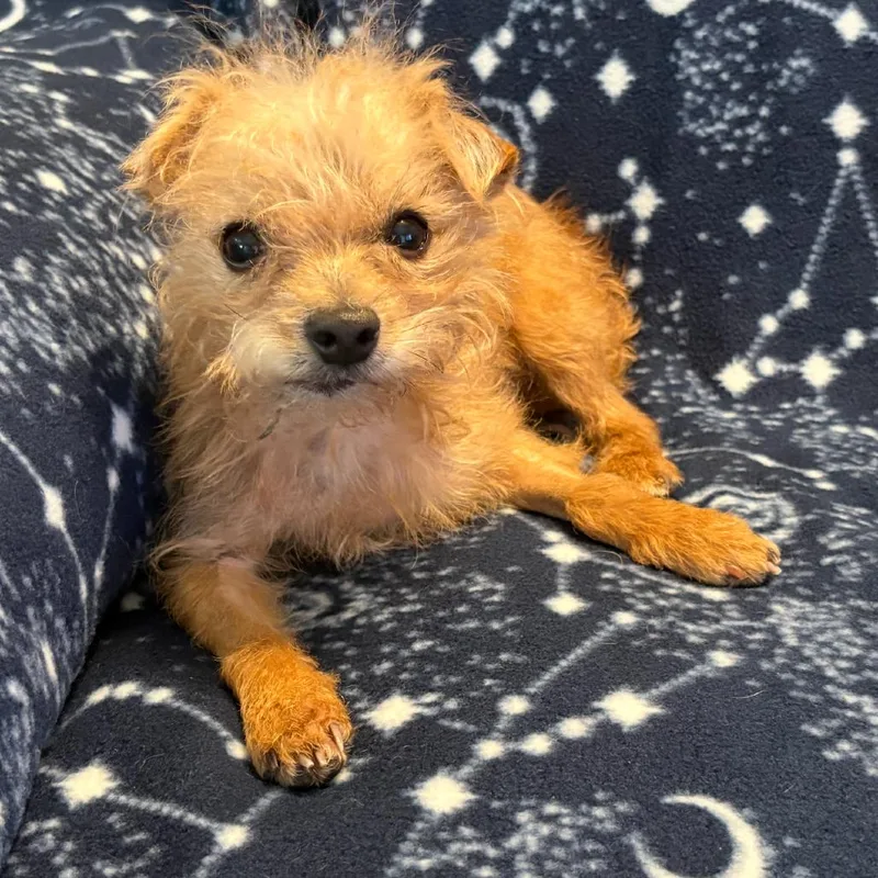 Suki thumbnail 3