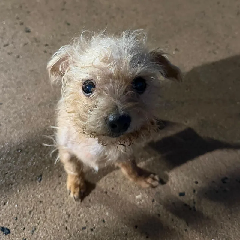 Suki thumbnail 4