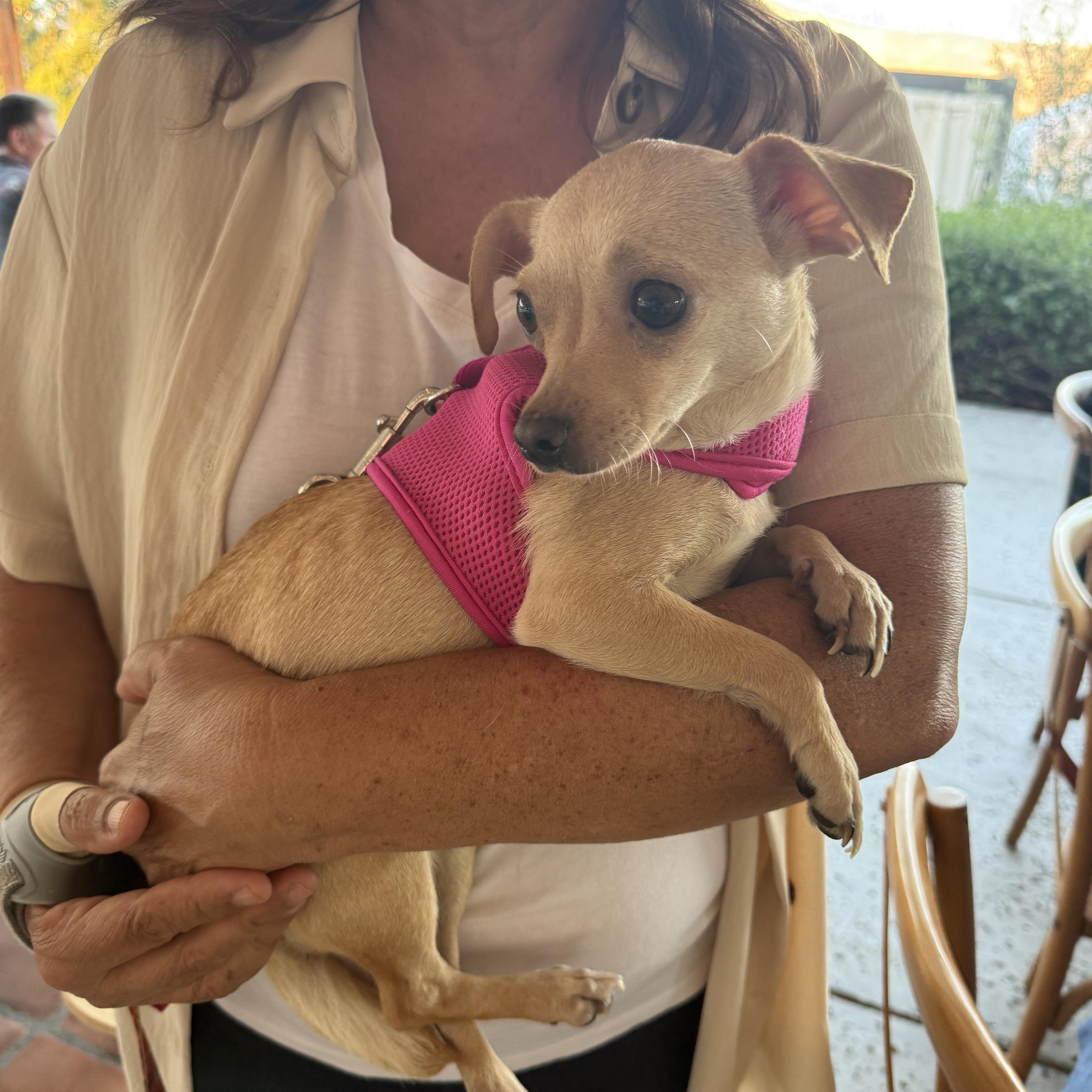 An adult small-sized female White / Cream Chihuahua dog named Jolene for adoption in San Diego, CA