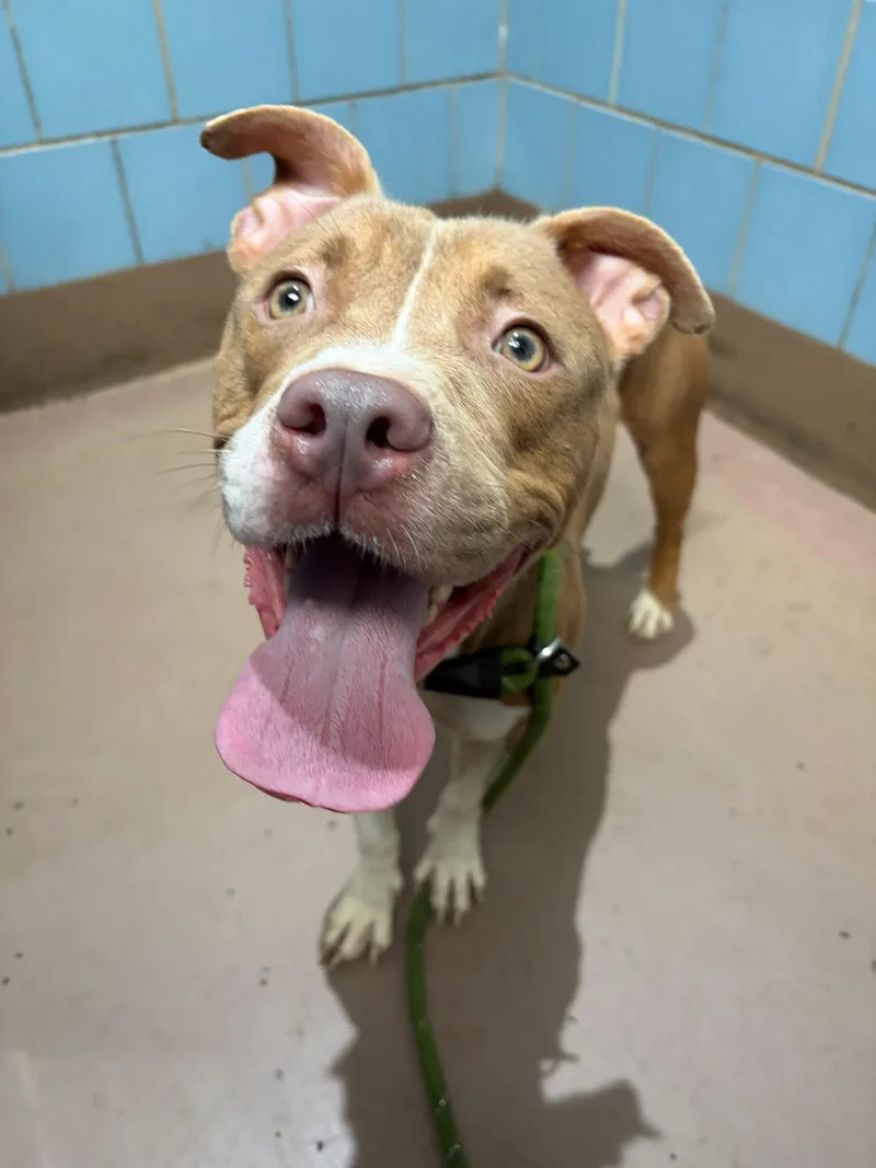 An adult medium-sized female Brown / Chocolate Pit Bull Terrier dog named London for adoption in Chicago, IL