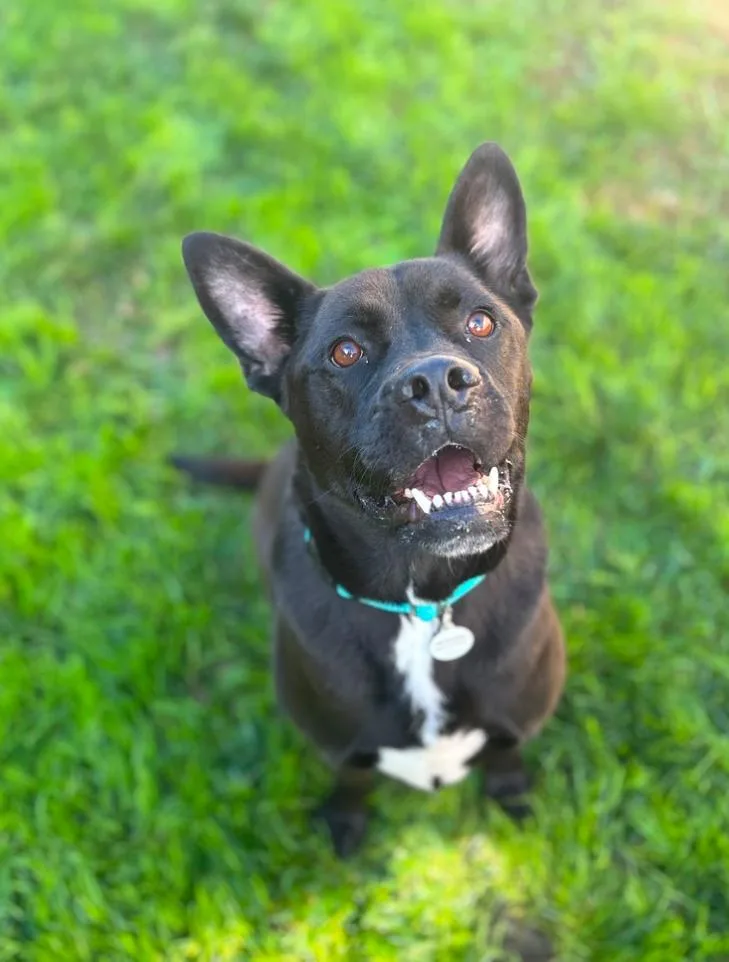 An adult large-sized female Black Labrador Retriever dog named Angel for adoption in Los Angeles, CA