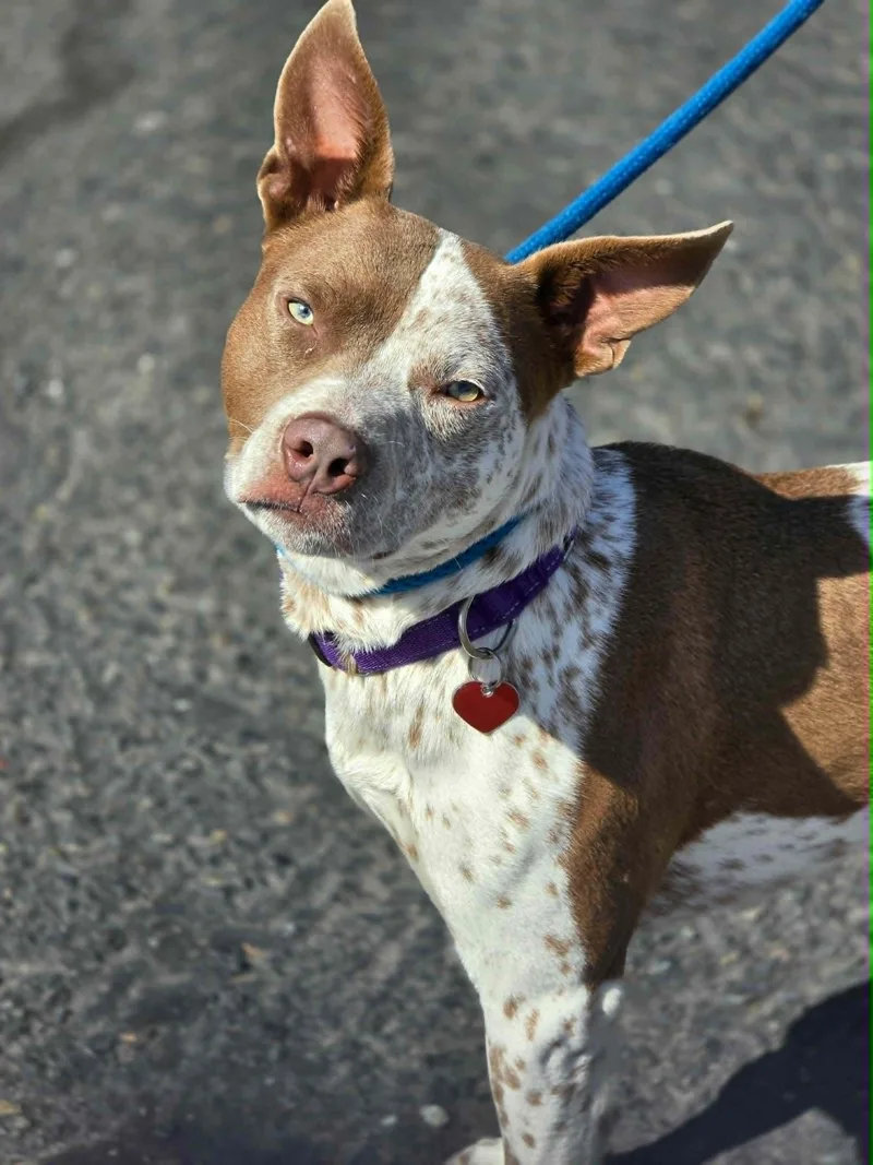 An adult medium-sized male Red / Chestnut / Orange Australian Cattle Dog / Blue Heeler dog named Banjo for adoption in Grants Pass, OR