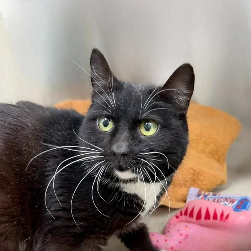 Svetlana thumbnail 5