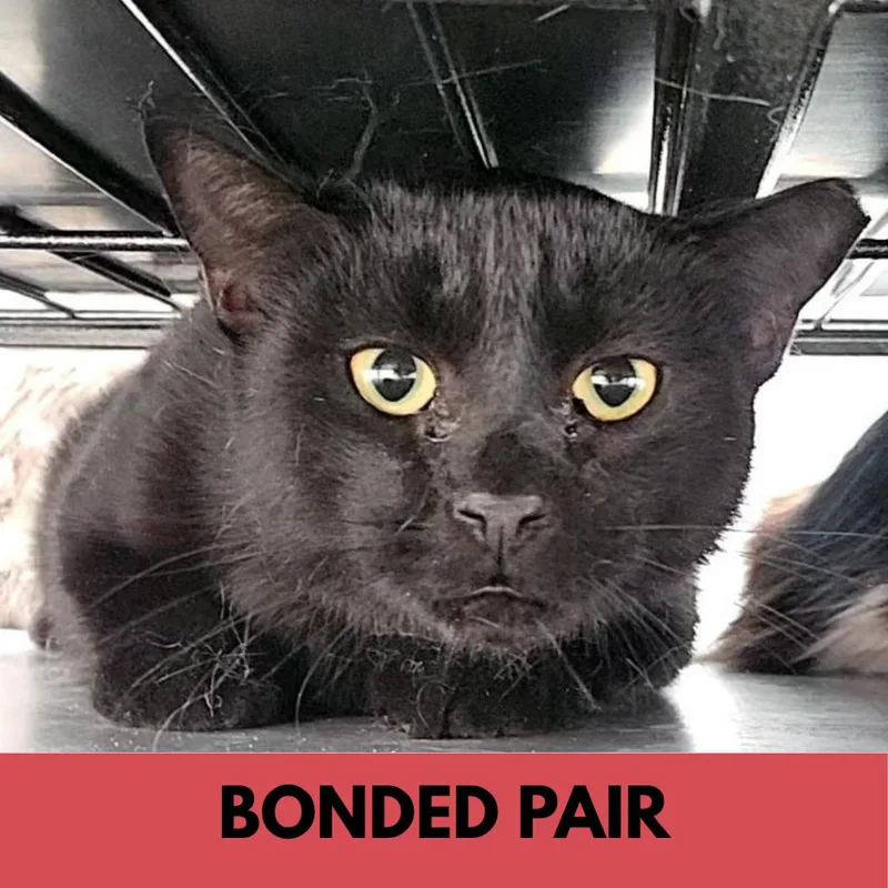 A young large-sized male Black Domestic Short Hair cat named Padua for adoption in Lakewood, CO