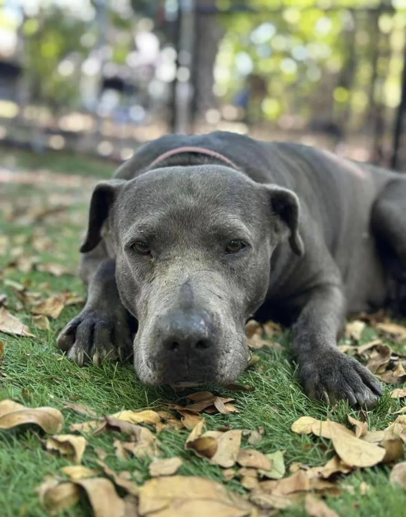 An adult medium-sized female American Bully dog named Sophie for adoption in Lauderhill, FL