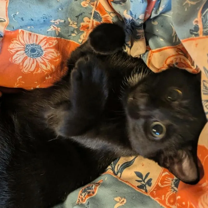 A baby small-sized female Black Domestic Short Hair cat named Hollow for adoption in Coralville, IA