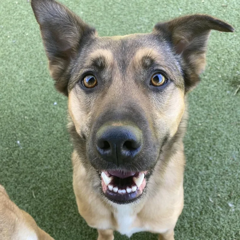An adult medium-sized female Brown / Chocolate Mixed Breed dog named Daisy for adoption in Providence, RI