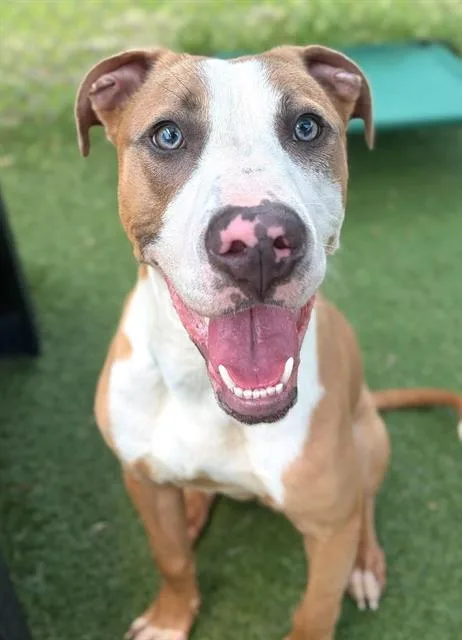 A young medium-sized male Mixed Breed dog named Dude for adoption in Columbia, SC