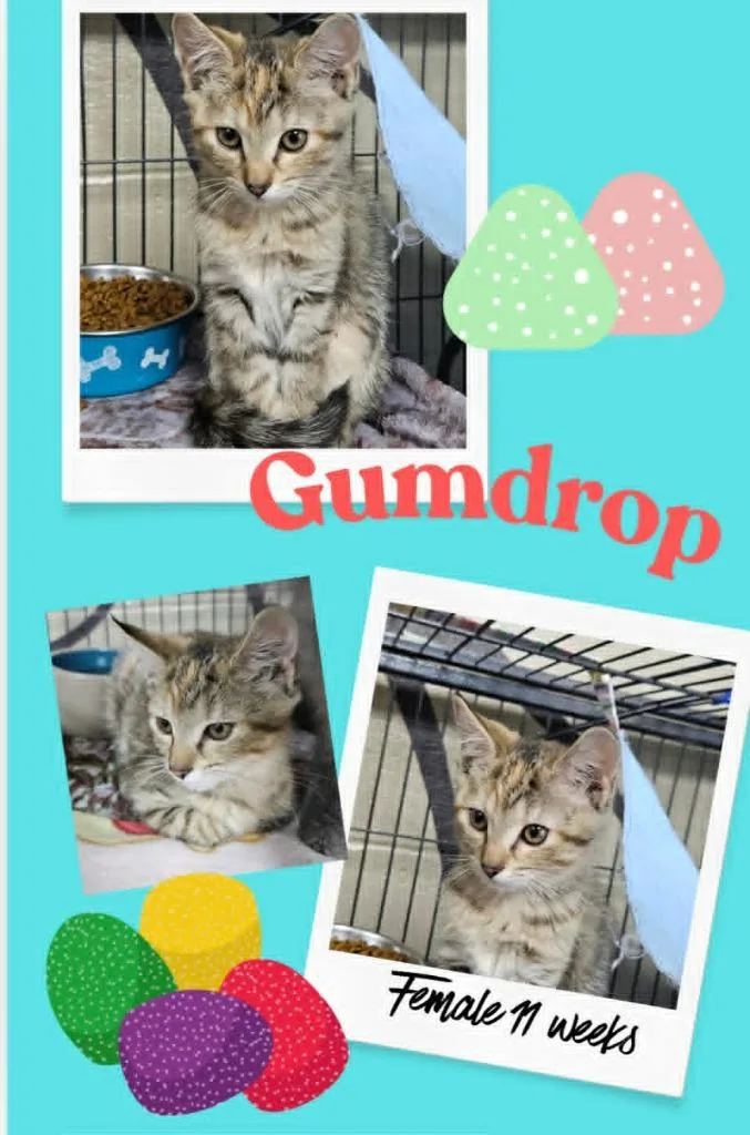 A baby large-sized female Domestic Short Hair cat named Gum Drop for adoption in Blountville, TN