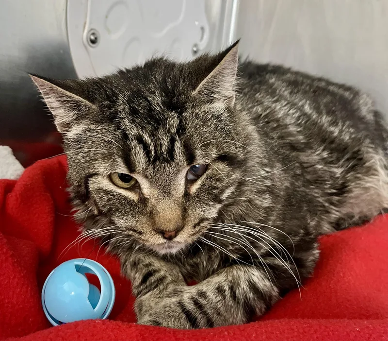 An adult medium-sized male Tabby (Brown / Chocolate) Domestic Short Hair cat named Applebees for adoption in Seville, OH