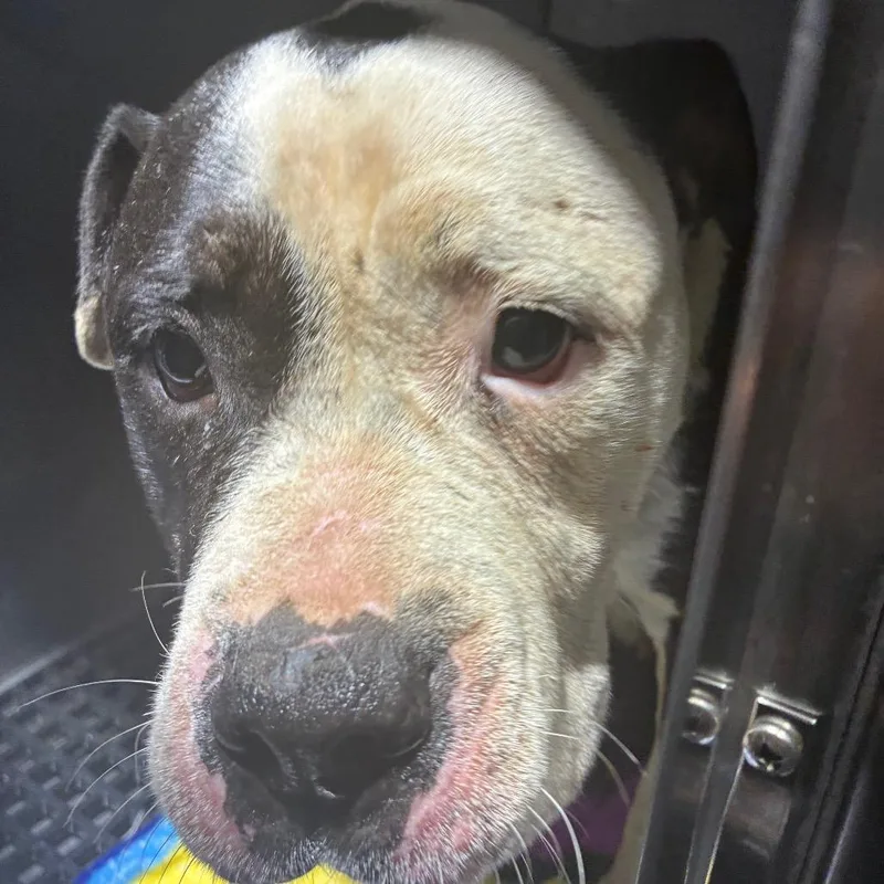 An adult large-sized female White / Cream Pit Bull Terrier dog named Ellen for adoption in Philadelphia, PA