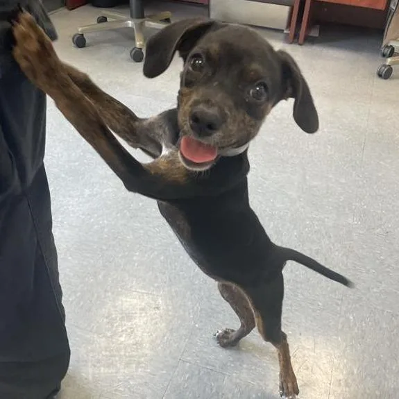 Adobe