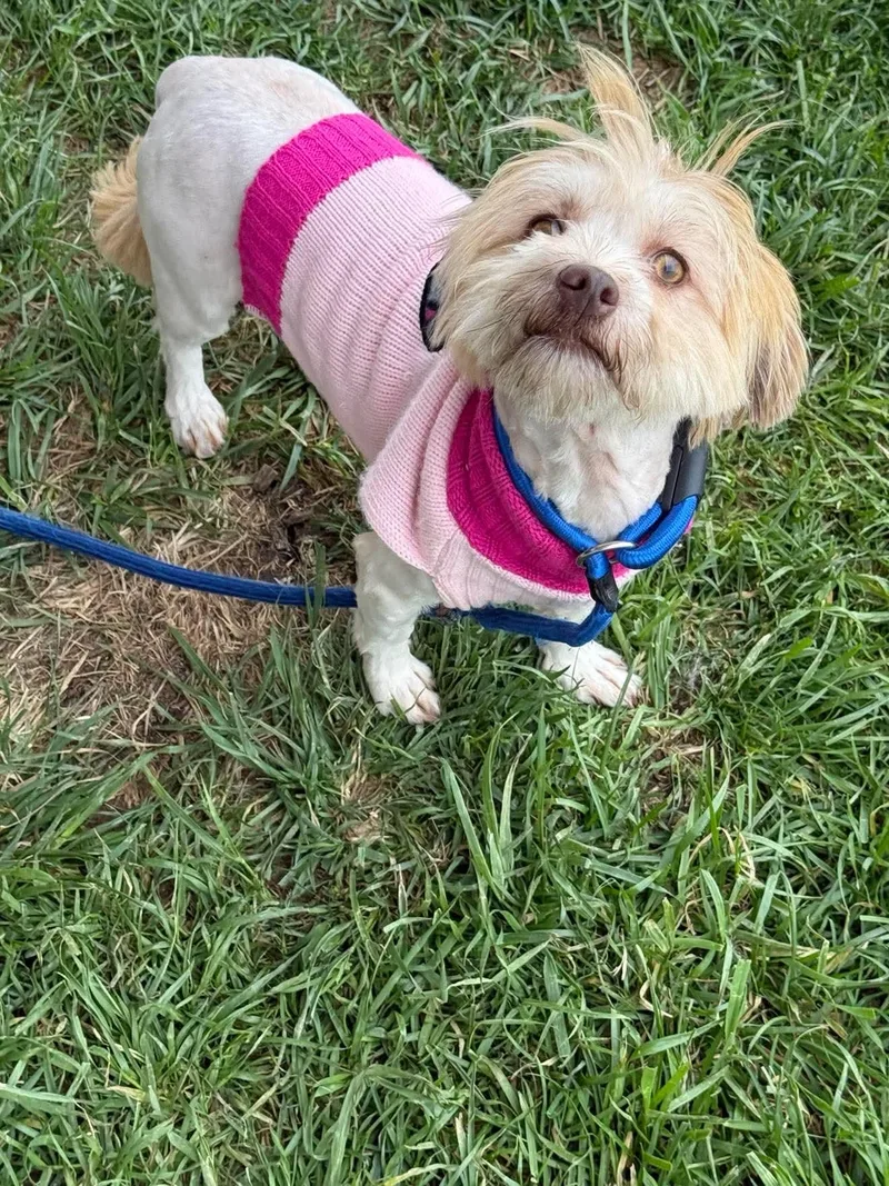 Jessie