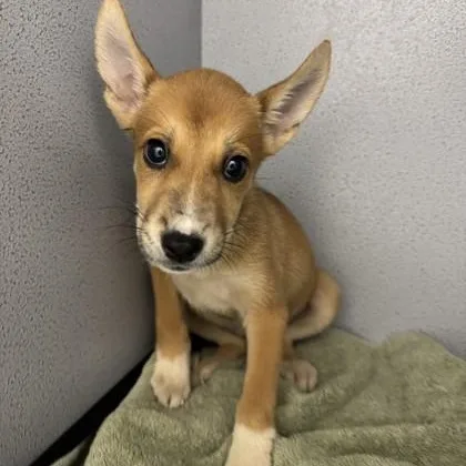 A young medium-sized female Yellow / Tan / Blond / Fawn Carolina Dog dog named Dough for adoption in Converse, TX