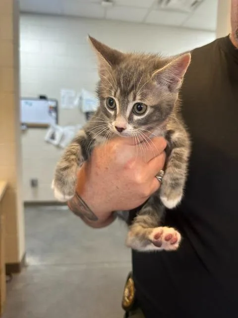 A baby small-sized male Domestic Short Hair cat named Admiral Battleship McFloof for adoption in Rome, GA