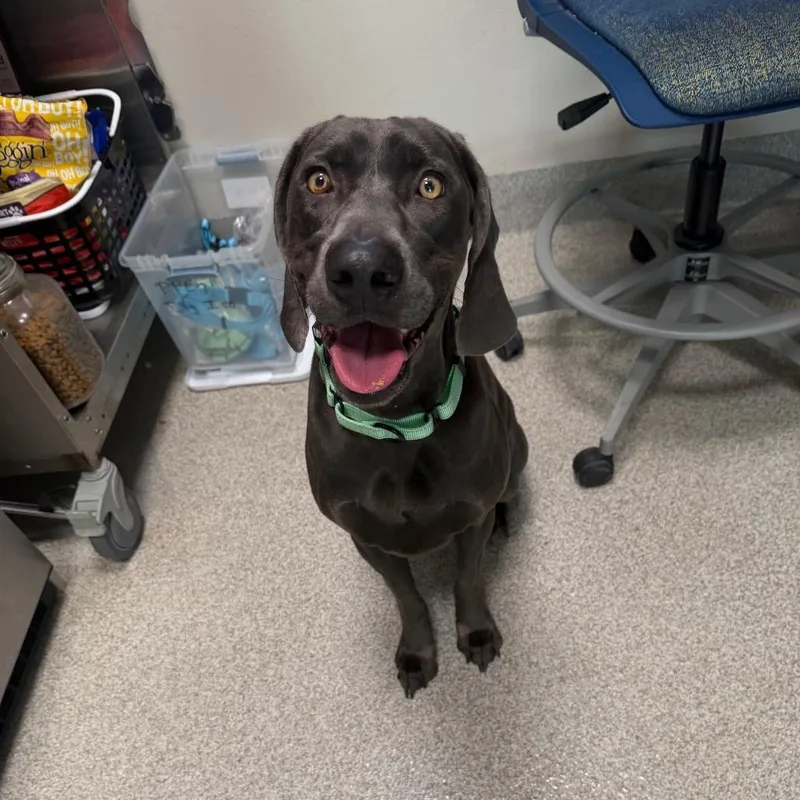 An adult medium-sized female Gray / Blue / Silver Weimaraner dog named Oakley for adoption in Englewood, FL