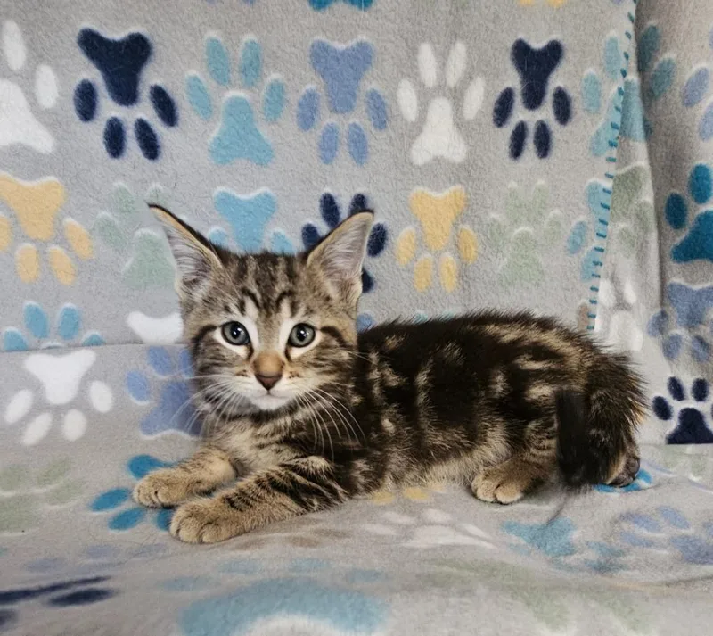 A baby small-sized male Domestic Short Hair cat named Dylan for adoption in Wabash, IN