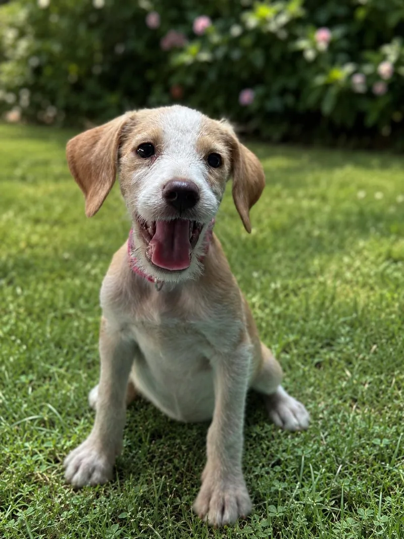 A baby medium-sized female White / Cream Labrador Retriever dog named Sandy for adoption in Pleasant Valley, NY