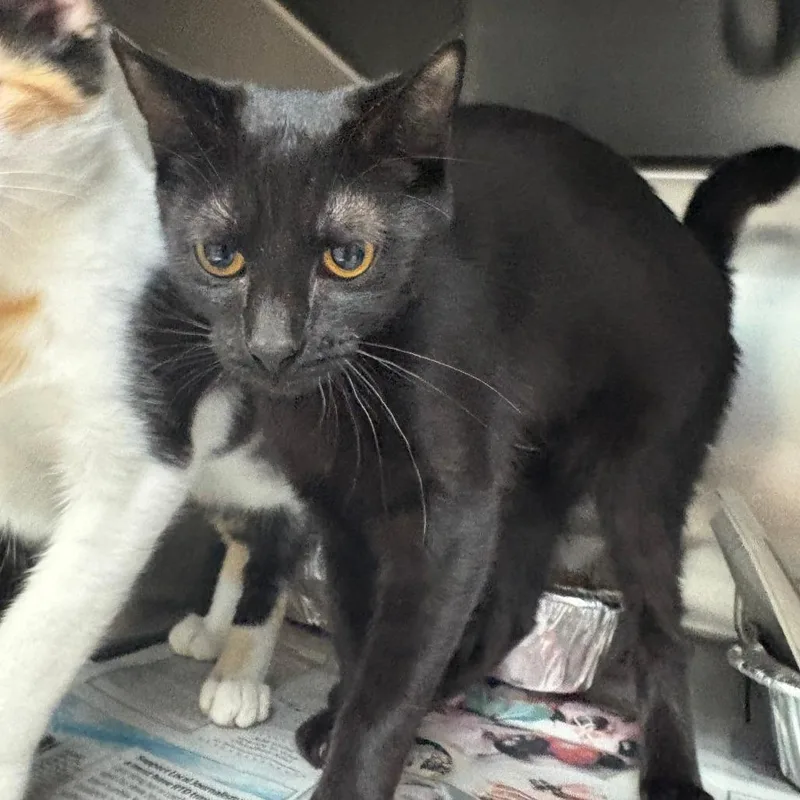 A baby small-sized female Black Domestic Short Hair cat named Margarita for adoption in Charlottesville, VA