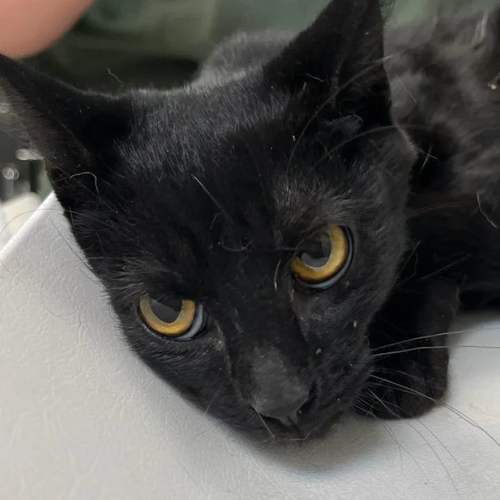 Margarita thumbnail 2