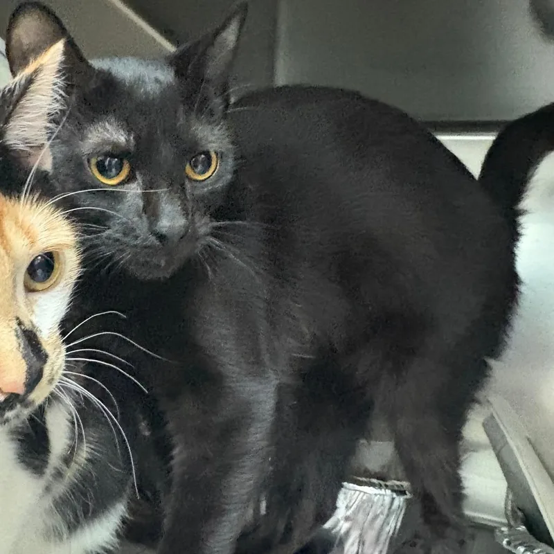 Margarita thumbnail 3