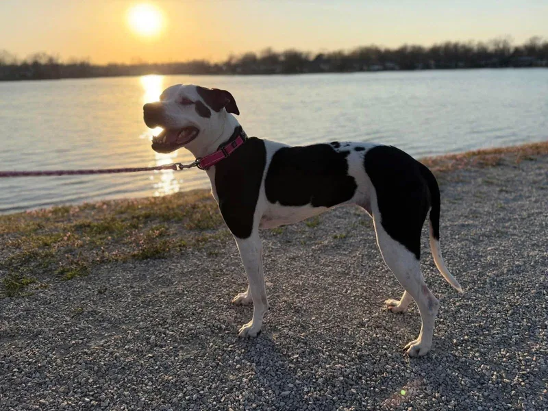 An adult medium-sized female Pit Bull Terrier dog named Jersey for adoption in Jefferson City, MO