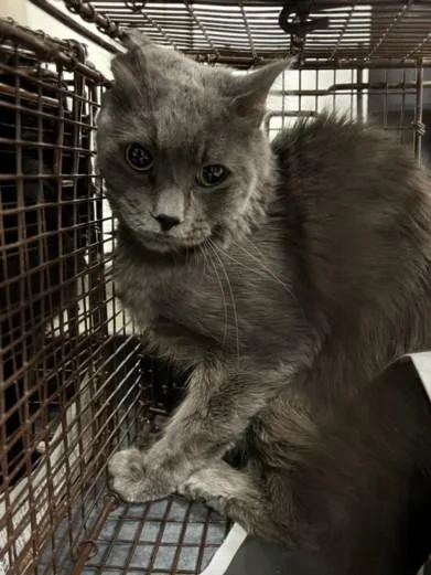 An adult medium-sized male Domestic Short Hair cat named Zephyr for adoption in Chatsworth, CA