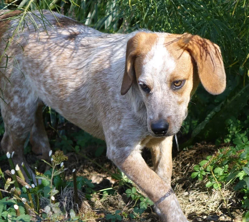A young medium-sized male Australian Cattle Dog / Blue Heeler named Cody for adoption in Doylestown, PA