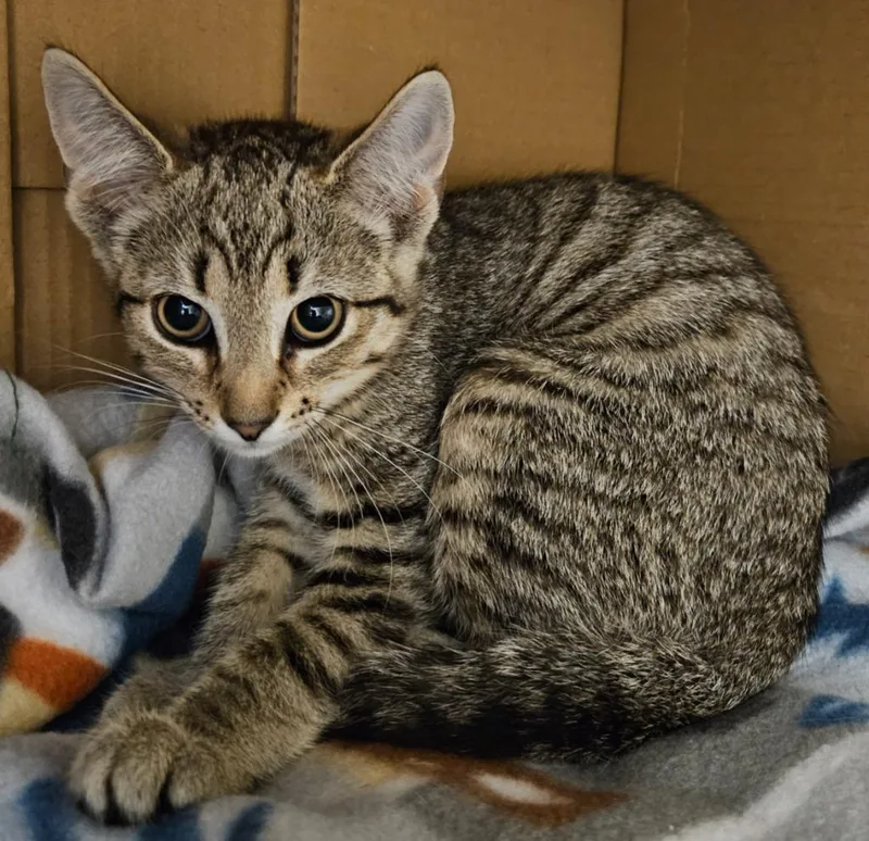 A baby medium-sized female Domestic Short Hair cat named Dior for adoption in Bloomington, IN