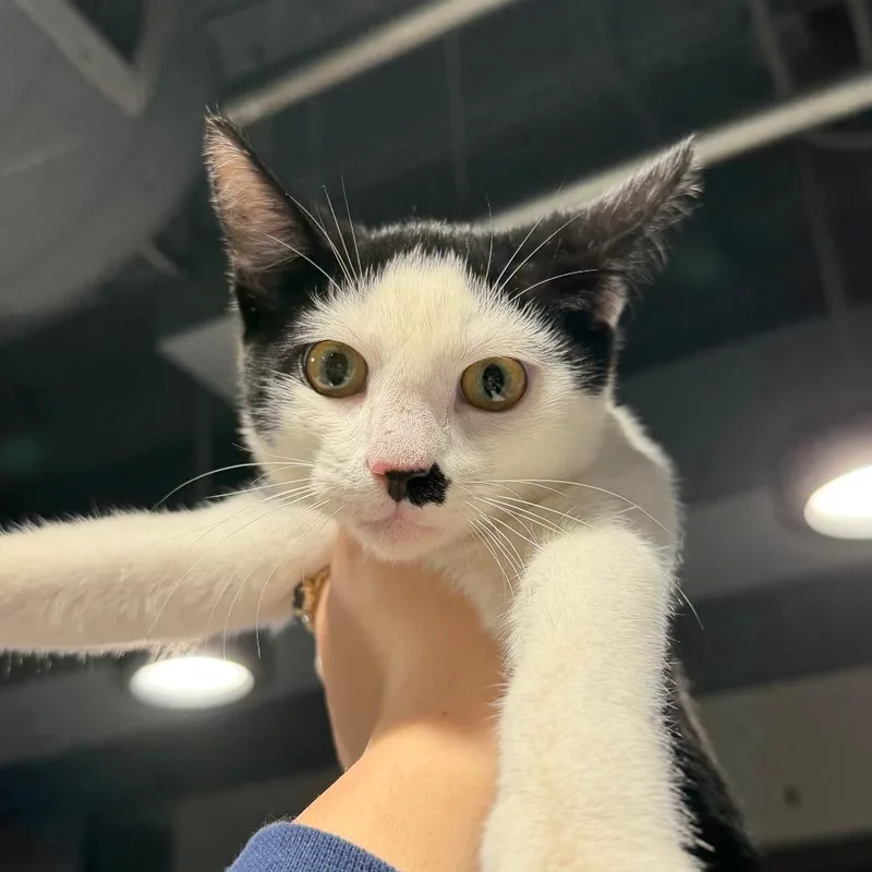 A baby small-sized male Black Domestic Short Hair cat named Kimchi for adoption in Tampa, FL
