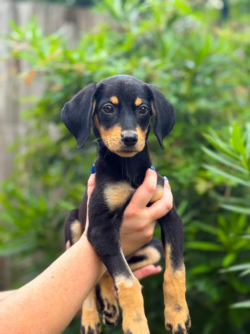 A baby medium-sized female Hound dog named Summer for adoption in Charleston, SC