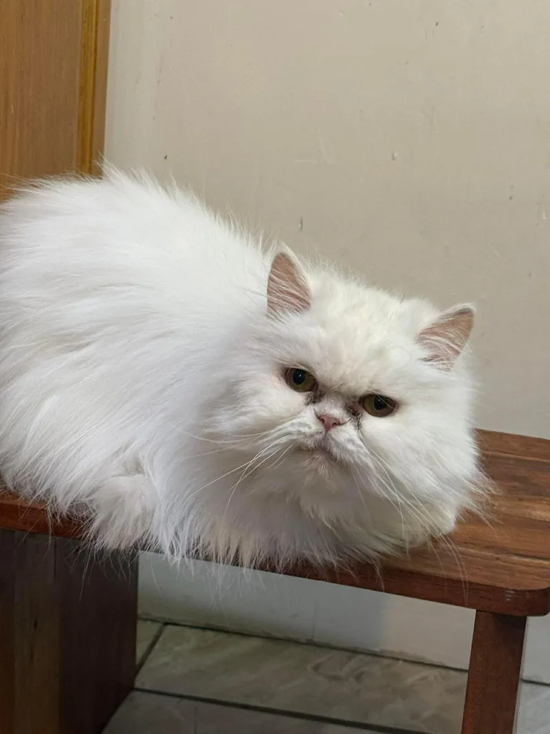 An adult medium-sized female White Persian cat named Fluffy for adoption in Bayonne, NJ