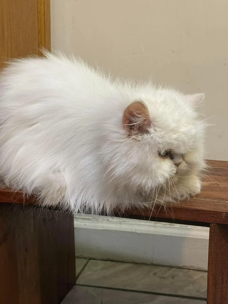 Fluffy thumbnail 3