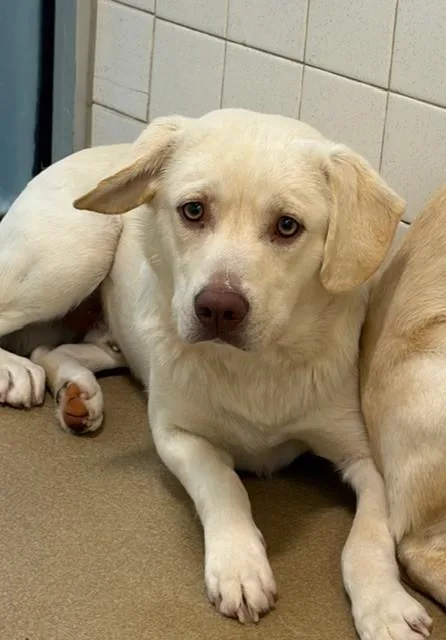 A young large-sized male Mixed Breed dog named Squirtle for adoption in Dallas, TX