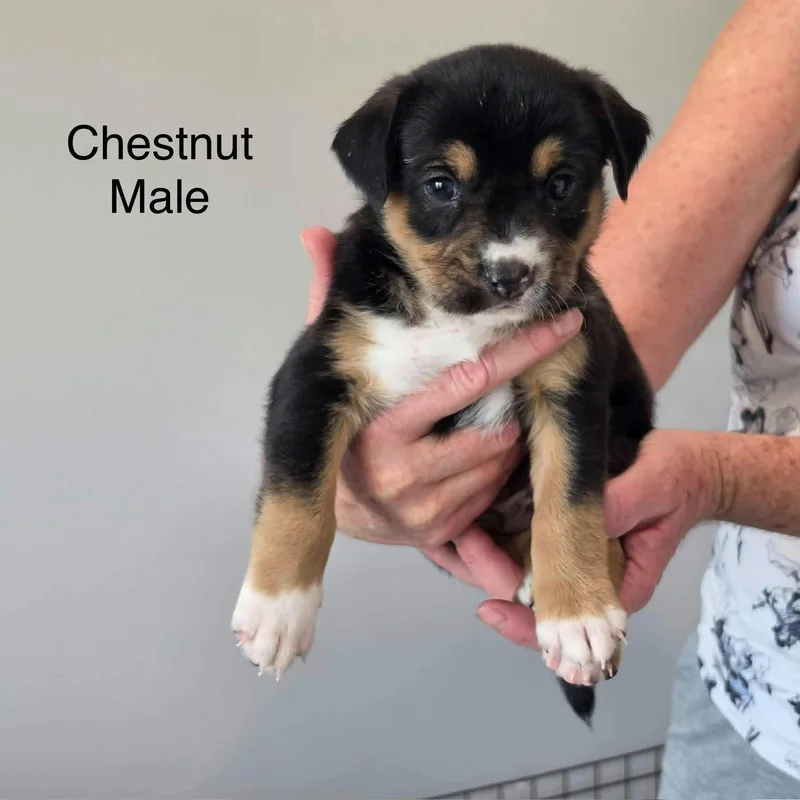A baby medium-sized male Australian Cattle Dog / Blue Heeler dog named Chestnut for adoption in PLAINFIELD, CT