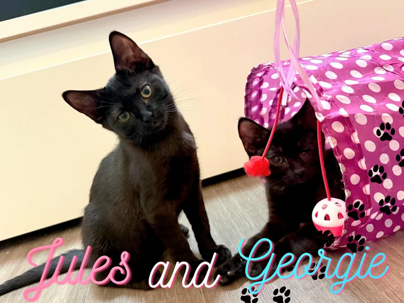 A baby medium-sized male Black Domestic Short Hair cat named Georgie and Jules N. for adoption in New York, NY